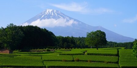 新茶で健康づくり写真