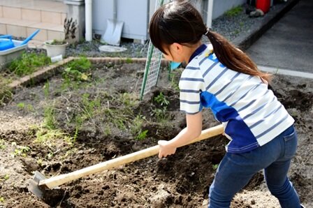 家庭菜園に挑戦写真